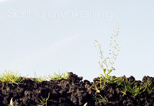 Spring awakening