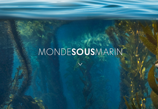 Monde Sous Marin