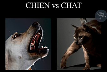 Chien VS Chat