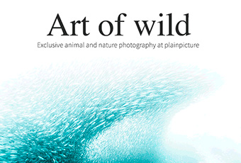 Art of wild